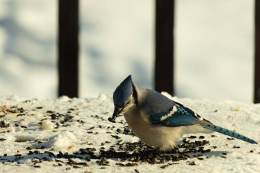 Mavi bir alakarga yemek için beyaz bir sahneye çıktı. Bu güzel kuş, her tarafında kuş yemi olan karların içinde. Corvid 'in oldukça mavi, beyaz ve siyah renkli tüyleri var..