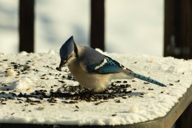 Mavi bir alakarga yemek için beyaz bir sahneye çıktı. Bu güzel kuş, her tarafında kuş yemi olan karların içinde. Corvid 'in oldukça mavi, beyaz ve siyah renkli tüyleri var..