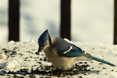 Mavi bir alakarga yemek için beyaz bir sahneye çıktı. Bu güzel kuş, her tarafında kuş yemi olan karların içinde. Corvid 'in oldukça mavi, beyaz ve siyah renkli tüyleri var..