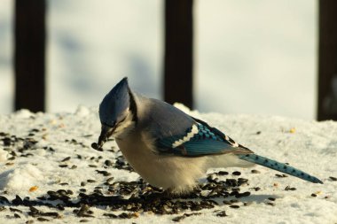 Mavi bir alakarga yemek için beyaz bir sahneye çıktı. Bu güzel kuş, her tarafında kuş yemi olan karların içinde. Corvid 'in oldukça mavi, beyaz ve siyah renkli tüyleri var..