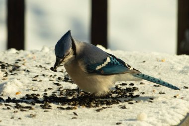 Mavi bir alakarga yemek için beyaz bir sahneye çıktı. Bu güzel kuş, her tarafında kuş yemi olan karların içinde. Corvid 'in oldukça mavi, beyaz ve siyah renkli tüyleri var..