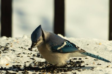 Mavi bir alakarga yemek için beyaz bir sahneye çıktı. Bu güzel kuş, her tarafında kuş yemi olan karların içinde. Corvid 'in oldukça mavi, beyaz ve siyah renkli tüyleri var..
