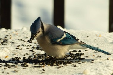 Mavi bir alakarga yemek için beyaz bir sahneye çıktı. Bu güzel kuş, her tarafında kuş yemi olan karların içinde. Corvid 'in oldukça mavi, beyaz ve siyah renkli tüyleri var..