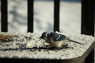 Mavi bir alakarga yemek için beyaz bir sahneye çıktı. Bu güzel kuş, her tarafında kuş yemi olan karların içinde. Corvid 'in oldukça mavi, beyaz ve siyah renkli tüyleri var..