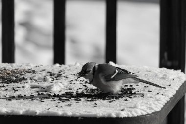 Mavi bir alakarga yemek için beyaz bir sahneye çıktı. Bu güzel kuş, her tarafında kuş yemi olan karların içinde. Corvid 'in oldukça mavi, beyaz ve siyah renkli tüyleri var..