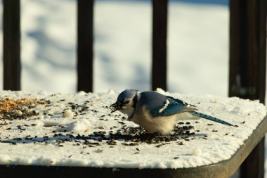 Mavi bir alakarga yemek için beyaz bir sahneye çıktı. Bu güzel kuş, her tarafında kuş yemi olan karların içinde. Corvid 'in oldukça mavi, beyaz ve siyah renkli tüyleri var..