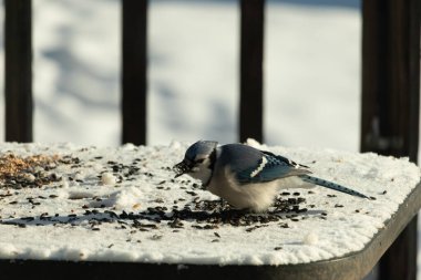 Mavi bir alakarga yemek için beyaz bir sahneye çıktı. Bu güzel kuş, her tarafında kuş yemi olan karların içinde. Corvid 'in oldukça mavi, beyaz ve siyah renkli tüyleri var..
