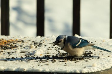 Mavi bir alakarga yemek için beyaz bir sahneye çıktı. Bu güzel kuş, her tarafında kuş yemi olan karların içinde. Corvid 'in oldukça mavi, beyaz ve siyah renkli tüyleri var..