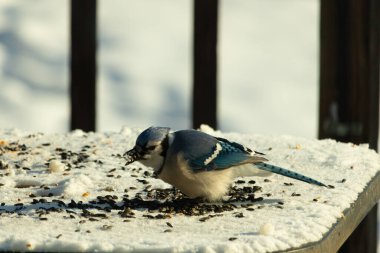 Mavi bir alakarga yemek için beyaz bir sahneye çıktı. Bu güzel kuş, her tarafında kuş yemi olan karların içinde. Corvid 'in oldukça mavi, beyaz ve siyah renkli tüyleri var..