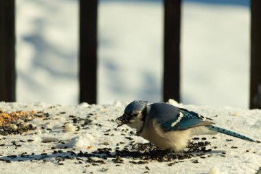 Mavi bir alakarga yemek için beyaz bir sahneye çıktı. Bu güzel kuş, her tarafında kuş yemi olan karların içinde. Corvid 'in oldukça mavi, beyaz ve siyah renkli tüyleri var..