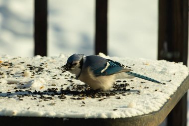 Mavi bir alakarga yemek için beyaz bir sahneye çıktı. Bu güzel kuş, her tarafında kuş yemi olan karların içinde. Corvid 'in oldukça mavi, beyaz ve siyah renkli tüyleri var..