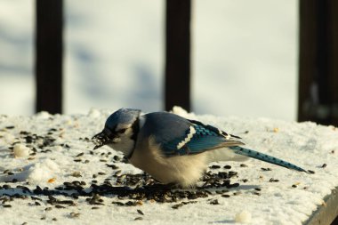 Mavi bir alakarga yemek için beyaz bir sahneye çıktı. Bu güzel kuş, her tarafında kuş yemi olan karların içinde. Corvid 'in oldukça mavi, beyaz ve siyah renkli tüyleri var..