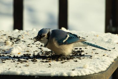 Mavi bir alakarga yemek için beyaz bir sahneye çıktı. Bu güzel kuş, her tarafında kuş yemi olan karların içinde. Corvid 'in oldukça mavi, beyaz ve siyah renkli tüyleri var..