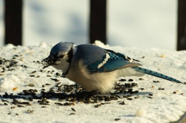 Mavi bir alakarga yemek için beyaz bir sahneye çıktı. Bu güzel kuş, her tarafında kuş yemi olan karların içinde. Corvid 'in oldukça mavi, beyaz ve siyah renkli tüyleri var..