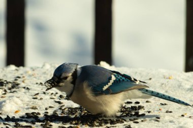 Mavi bir alakarga yemek için beyaz bir sahneye çıktı. Bu güzel kuş, her tarafında kuş yemi olan karların içinde. Corvid 'in oldukça mavi, beyaz ve siyah renkli tüyleri var..