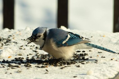 Mavi bir alakarga yemek için beyaz bir sahneye çıktı. Bu güzel kuş, her tarafında kuş yemi olan karların içinde. Corvid 'in oldukça mavi, beyaz ve siyah renkli tüyleri var..