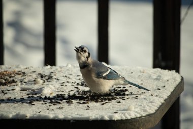 Mavi bir alakarga yemek için beyaz bir sahneye çıktı. Bu güzel kuş, her tarafında kuş yemi olan karların içinde. Corvid 'in oldukça mavi, beyaz ve siyah renkli tüyleri var..