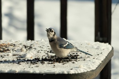 Mavi bir alakarga yemek için beyaz bir sahneye çıktı. Bu güzel kuş, her tarafında kuş yemi olan karların içinde. Corvid 'in oldukça mavi, beyaz ve siyah renkli tüyleri var..