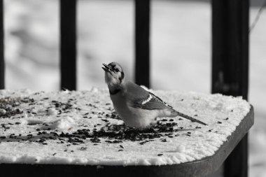 Mavi bir alakarga yemek için beyaz bir sahneye çıktı. Bu güzel kuş, her tarafında kuş yemi olan karların içinde. Corvid 'in oldukça mavi, beyaz ve siyah renkli tüyleri var..