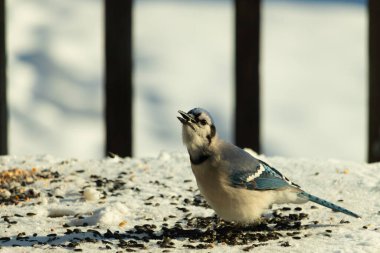 Mavi bir alakarga yemek için beyaz bir sahneye çıktı. Bu güzel kuş, her tarafında kuş yemi olan karların içinde. Corvid 'in oldukça mavi, beyaz ve siyah renkli tüyleri var..