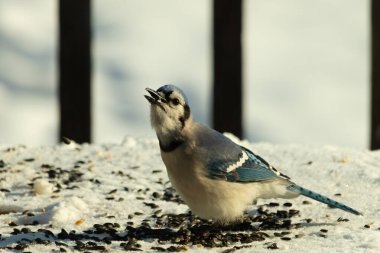 Mavi bir alakarga yemek için beyaz bir sahneye çıktı. Bu güzel kuş, her tarafında kuş yemi olan karların içinde. Corvid 'in oldukça mavi, beyaz ve siyah renkli tüyleri var..