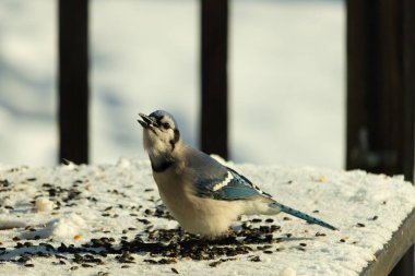 Mavi bir alakarga yemek için beyaz bir sahneye çıktı. Bu güzel kuş, her tarafında kuş yemi olan karların içinde. Corvid 'in oldukça mavi, beyaz ve siyah renkli tüyleri var..