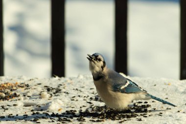 Mavi bir alakarga yemek için beyaz bir sahneye çıktı. Bu güzel kuş, her tarafında kuş yemi olan karların içinde. Corvid 'in oldukça mavi, beyaz ve siyah renkli tüyleri var..