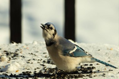 Mavi bir alakarga yemek için beyaz bir sahneye çıktı. Bu güzel kuş, her tarafında kuş yemi olan karların içinde. Corvid 'in oldukça mavi, beyaz ve siyah renkli tüyleri var..