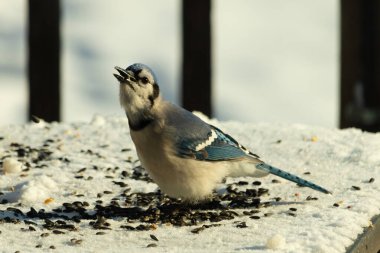Mavi bir alakarga yemek için beyaz bir sahneye çıktı. Bu güzel kuş, her tarafında kuş yemi olan karların içinde. Corvid 'in oldukça mavi, beyaz ve siyah renkli tüyleri var..