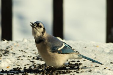 Mavi bir alakarga yemek için beyaz bir sahneye çıktı. Bu güzel kuş, her tarafında kuş yemi olan karların içinde. Corvid 'in oldukça mavi, beyaz ve siyah renkli tüyleri var..