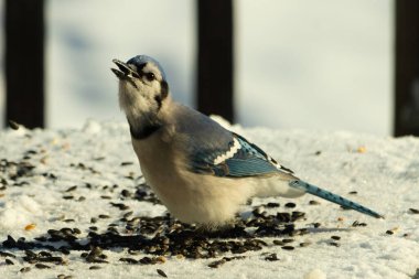 Mavi bir alakarga yemek için beyaz bir sahneye çıktı. Bu güzel kuş, her tarafında kuş yemi olan karların içinde. Corvid 'in oldukça mavi, beyaz ve siyah renkli tüyleri var..