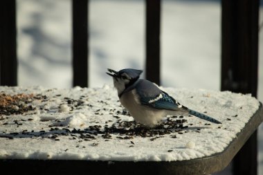Mavi bir alakarga yemek için beyaz bir sahneye çıktı. Bu güzel kuş, her tarafında kuş yemi olan karların içinde. Corvid 'in oldukça mavi, beyaz ve siyah renkli tüyleri var..