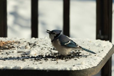 Mavi bir alakarga yemek için beyaz bir sahneye çıktı. Bu güzel kuş, her tarafında kuş yemi olan karların içinde. Corvid 'in oldukça mavi, beyaz ve siyah renkli tüyleri var..