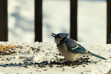 Mavi bir alakarga yemek için beyaz bir sahneye çıktı. Bu güzel kuş, her tarafında kuş yemi olan karların içinde. Corvid 'in oldukça mavi, beyaz ve siyah renkli tüyleri var..
