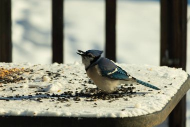 Mavi bir alakarga yemek için beyaz bir sahneye çıktı. Bu güzel kuş, her tarafında kuş yemi olan karların içinde. Corvid 'in oldukça mavi, beyaz ve siyah renkli tüyleri var..