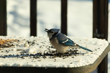 Mavi bir alakarga yemek için beyaz bir sahneye çıktı. Bu güzel kuş, her tarafında kuş yemi olan karların içinde. Corvid 'in oldukça mavi, beyaz ve siyah renkli tüyleri var..