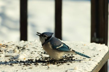 Mavi bir alakarga yemek için beyaz bir sahneye çıktı. Bu güzel kuş, her tarafında kuş yemi olan karların içinde. Corvid 'in oldukça mavi, beyaz ve siyah renkli tüyleri var..