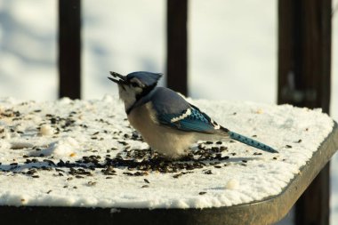 Mavi bir alakarga yemek için beyaz bir sahneye çıktı. Bu güzel kuş, her tarafında kuş yemi olan karların içinde. Corvid 'in oldukça mavi, beyaz ve siyah renkli tüyleri var..