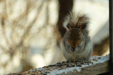 Bu sevimli küçük gri sincap güverteme kuş yemi için gelmeye bayılıyor. Bu sevimli küçük yaratığın çok güzel gri ve kahverengi kürkü var. Onun tüylü kuyruğunu seviyorum. Kış için şişmanlıyor..