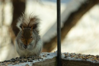 Bu sevimli küçük gri sincap güverteme kuş yemi için gelmeye bayılıyor. Bu sevimli küçük yaratığın çok güzel gri ve kahverengi kürkü var. Onun tüylü kuyruğunu seviyorum. Kış için şişmanlıyor..