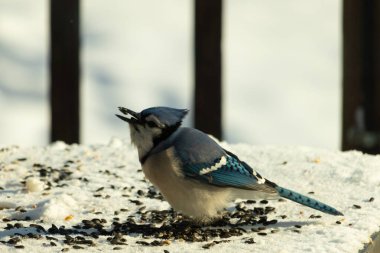 Mavi bir alakarga yemek için beyaz bir sahneye çıktı. Bu güzel kuş, her tarafında kuş yemi olan karların içinde. Corvid 'in oldukça mavi, beyaz ve siyah renkli tüyleri var..