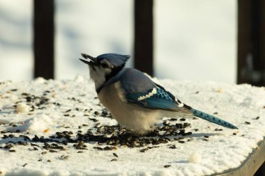Mavi bir alakarga yemek için beyaz bir sahneye çıktı. Bu güzel kuş, her tarafında kuş yemi olan karların içinde. Corvid 'in oldukça mavi, beyaz ve siyah renkli tüyleri var..