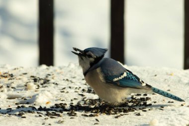 Mavi bir alakarga yemek için beyaz bir sahneye çıktı. Bu güzel kuş, her tarafında kuş yemi olan karların içinde. Corvid 'in oldukça mavi, beyaz ve siyah renkli tüyleri var..