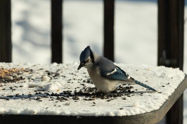 Mavi bir alakarga yemek için beyaz bir sahneye çıktı. Bu güzel kuş, her tarafında kuş yemi olan karların içinde. Corvid 'in oldukça mavi, beyaz ve siyah renkli tüyleri var..