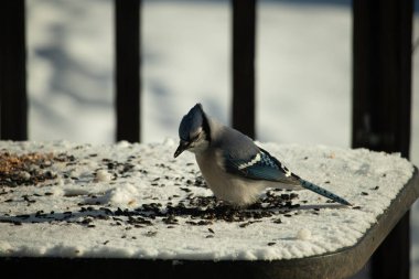 Mavi bir alakarga yemek için beyaz bir sahneye çıktı. Bu güzel kuş, her tarafında kuş yemi olan karların içinde. Corvid 'in oldukça mavi, beyaz ve siyah renkli tüyleri var..