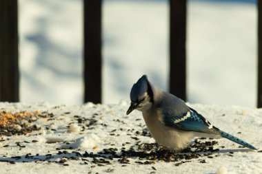 Mavi bir alakarga yemek için beyaz bir sahneye çıktı. Bu güzel kuş, her tarafında kuş yemi olan karların içinde. Corvid 'in oldukça mavi, beyaz ve siyah renkli tüyleri var..
