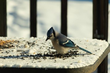 Mavi bir alakarga yemek için beyaz bir sahneye çıktı. Bu güzel kuş, her tarafında kuş yemi olan karların içinde. Corvid 'in oldukça mavi, beyaz ve siyah renkli tüyleri var..