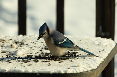 Mavi bir alakarga yemek için beyaz bir sahneye çıktı. Bu güzel kuş, her tarafında kuş yemi olan karların içinde. Corvid 'in oldukça mavi, beyaz ve siyah renkli tüyleri var..