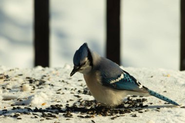 Mavi bir alakarga yemek için beyaz bir sahneye çıktı. Bu güzel kuş, her tarafında kuş yemi olan karların içinde. Corvid 'in oldukça mavi, beyaz ve siyah renkli tüyleri var..