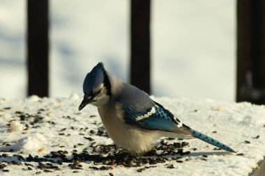 Mavi bir alakarga yemek için beyaz bir sahneye çıktı. Bu güzel kuş, her tarafında kuş yemi olan karların içinde. Corvid 'in oldukça mavi, beyaz ve siyah renkli tüyleri var..